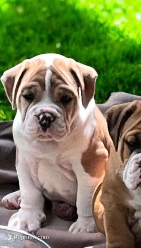 Ronnie  – English Bulldog puppy for sale in Grant, AL