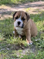 Max, a male English Bulldog for sale in Grant, AL – 2 of 2