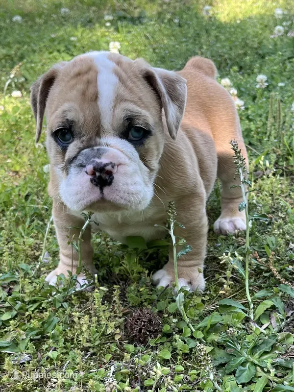 Blue eyes – English Bulldog, Olde English Bulldogge puppy for sale in Grant, AL