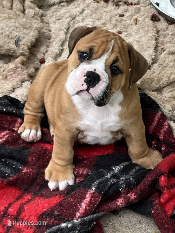 Max – English Bulldog puppy for sale in Grant, AL