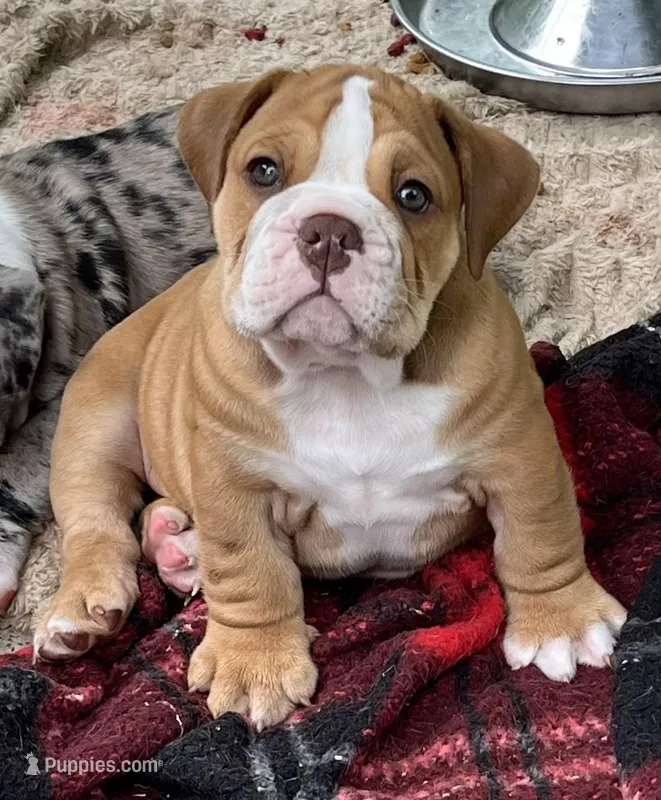 Bob – English Bulldog puppy for sale in Grant, AL