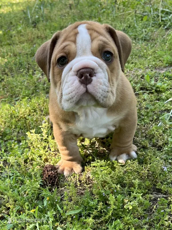 Bob – English Bulldog, Olde English Bulldogge puppy for sale in Grant, AL