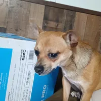 Little Boy , a male Chihuahua for sale in Pearl, MS – Photo 5 of 5