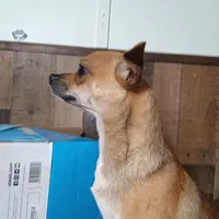 Little Boy , a male Chihuahua for sale in Pearl, MS – Photo 4 of 5