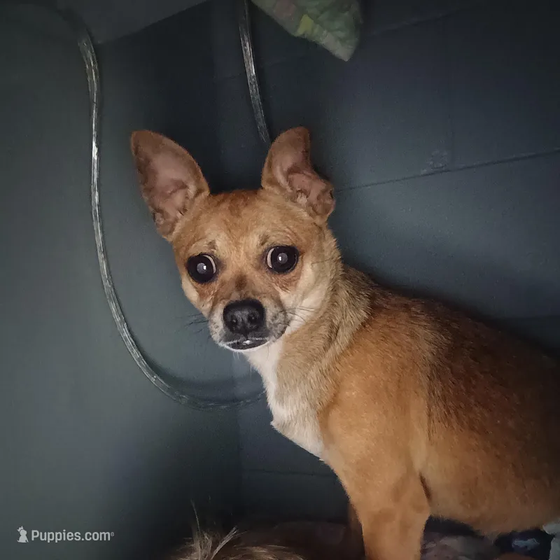 Leroy  – Chihuahua puppy for sale in Pearl, MS