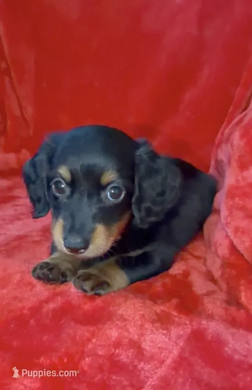 Male 2 – Miniature Dachshund puppy for sale in Grovetown, GA
