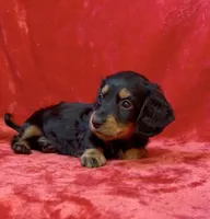 Female 1, a female Miniature Dachshund for sale in Grovetown, GA – 8 of 8