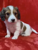 LH male Piebald, a male Miniature Dachshund for sale in Grovetown, GA – Photo 7 of 7
