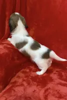 LH male Piebald, a male Miniature Dachshund for sale in Grovetown, GA – Photo 5 of 7
