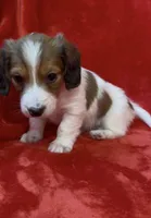 LH male Piebald, a male Miniature Dachshund for sale in Grovetown, GA – Photo 2 of 7