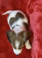 LH male Piebald, a male Miniature Dachshund for sale in Grovetown, GA – Photo 6 of 7