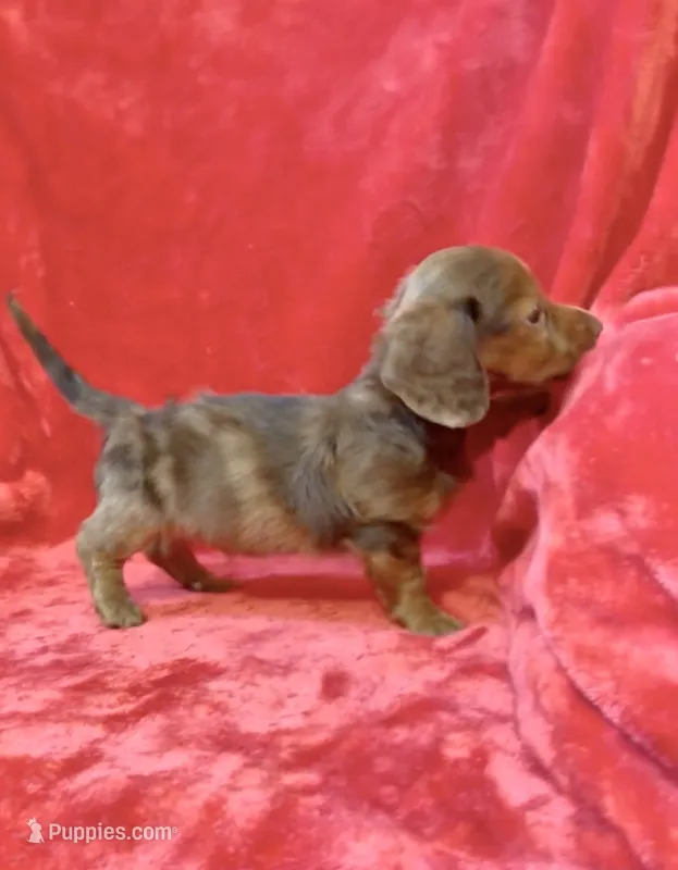 Male 3 – Miniature Dachshund puppy for sale in Grovetown, GA