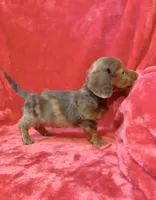 Male 3, a male Miniature Dachshund for sale in Grovetown, GA – 1 of 9