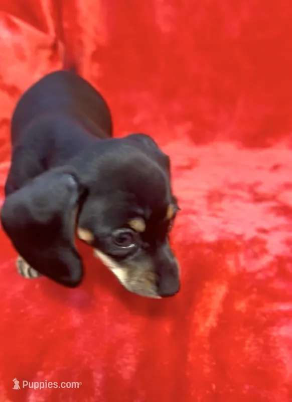 Tiny female 4 – Miniature Dachshund puppy for sale in Grovetown, GA