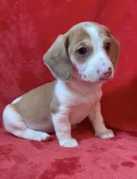 Male 4, a male Miniature Dachshund for sale in Grovetown, GA – Photo 5 of 6