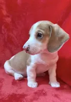 Male 4, a male Miniature Dachshund for sale in Grovetown, GA – Photo 1 of 6