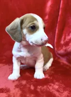 Male 4, a male Miniature Dachshund for sale in Grovetown, GA – Photo 6 of 6