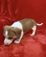 Male 4, a male Miniature Dachshund for sale in Grovetown, GA – Photo 3 of 6