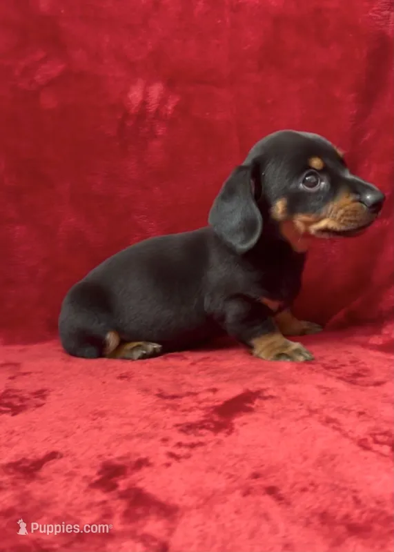 Male 2 – Miniature Dachshund puppy for sale in Grovetown, GA