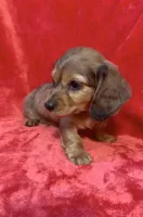 Male 1, a female Miniature Dachshund for sale in Grovetown, GA – 4 of 8
