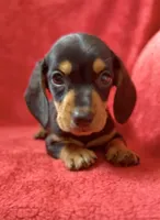 Male 4, a male Miniature Dachshund for sale in Grovetown, GA – 6 of 8