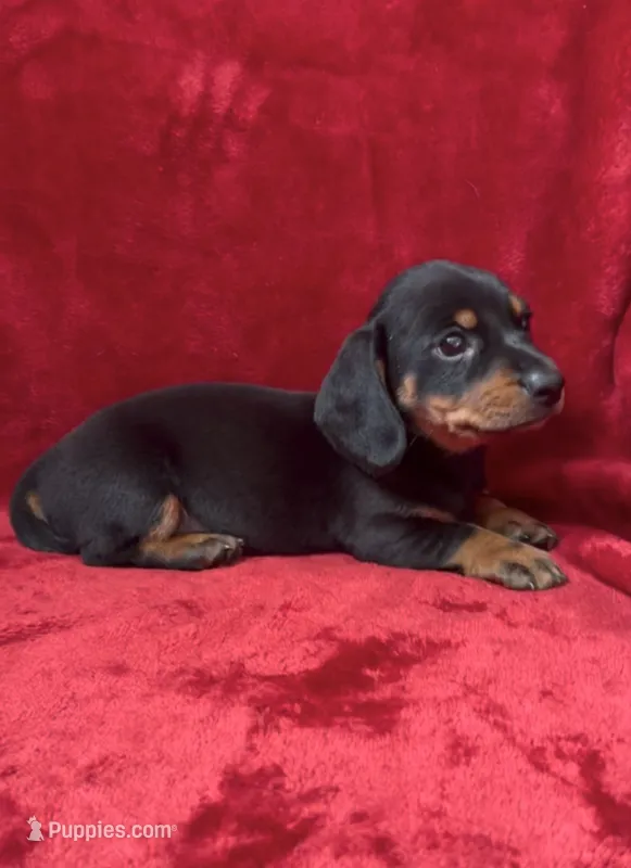 Male 2 – Miniature Dachshund puppy for sale in Grovetown, GA