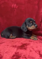 Male 2, a male Miniature Dachshund for sale in Grovetown, GA – 1 of 8