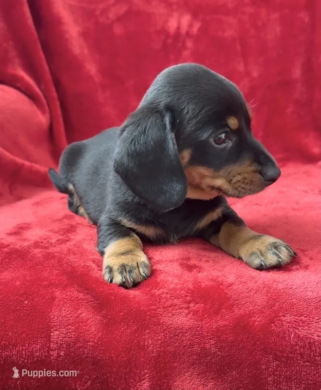 Male 2 – Miniature Dachshund puppy for sale in Grovetown, GA