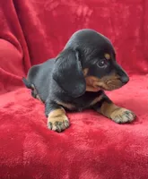 Male 2, a male Miniature Dachshund for sale in Grovetown, GA – 2 of 8