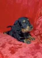 Female 1, a female Miniature Dachshund for sale in Grovetown, GA – 3 of 8