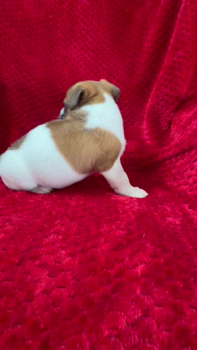 Male 2 pending, a male Jack Russell Terrier for sale in Grovetown, GA – 5 of 8