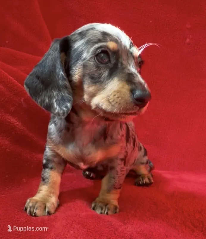 AKC female 1 – Miniature Dachshund puppy for sale in Grovetown, GA