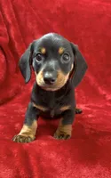 Male 2 pending, a male Miniature Dachshund for sale in Grovetown, GA – 2 of 7