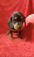 Male 4, a male Miniature Dachshund for sale in Grovetown, GA – 4 of 8