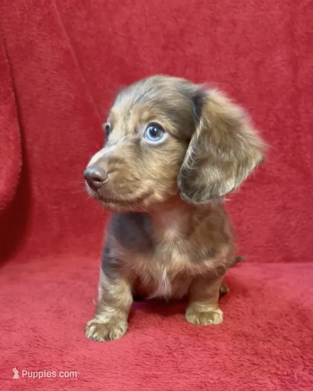 Male 3 – Miniature Dachshund puppy for sale in Grovetown, GA