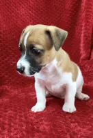 Male 2, a male Jack Russell Terrier for sale in Grovetown, GA – 6 of 8