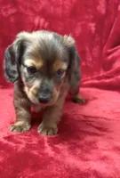 Male 1, a male Miniature Dachshund for sale in Grovetown, GA – 7 of 9
