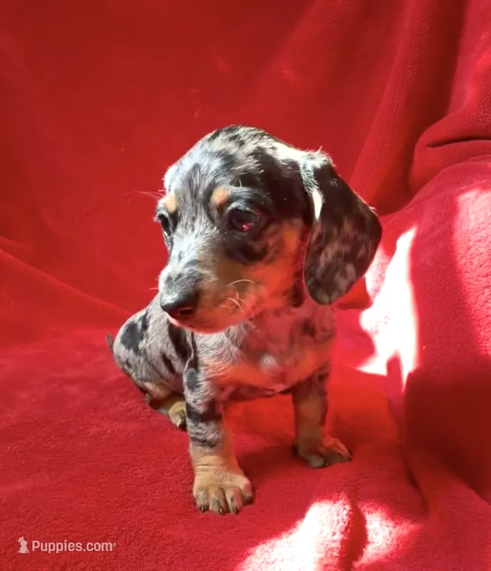 AKC female 1 – Miniature Dachshund puppy for sale in Grovetown, GA