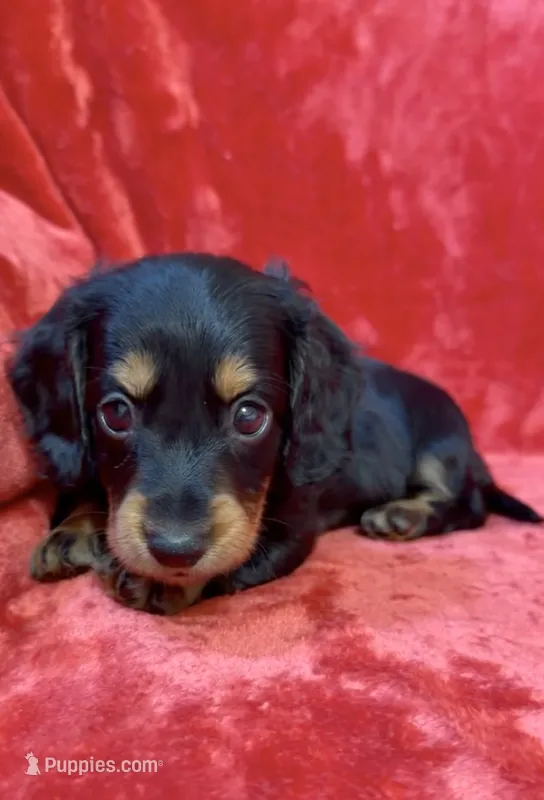 Female 1 – Miniature Dachshund puppy for sale in Grovetown, GA