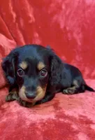 Female 1, a female Miniature Dachshund for sale in Grovetown, GA – 1 of 8