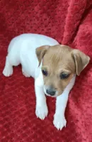 Male 1, a male Jack Russell Terrier for sale in Grovetown, GA – 7 of 7