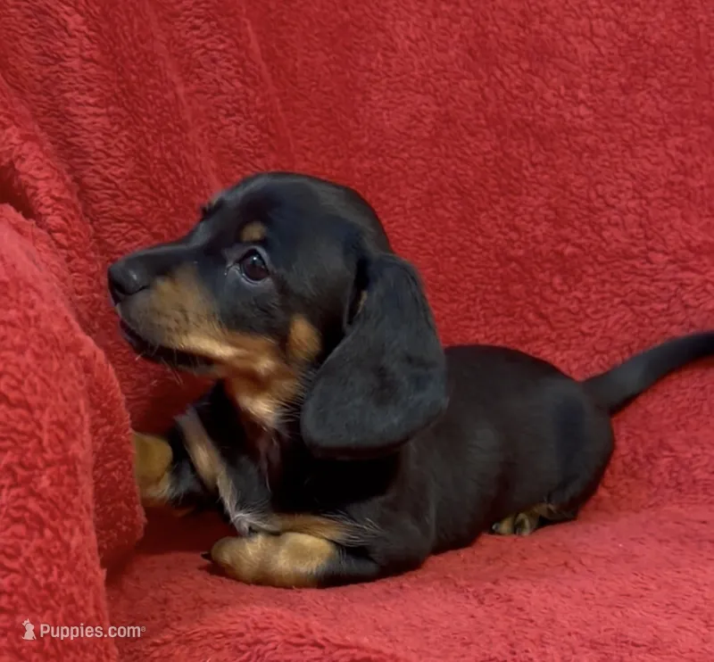 AKC  female 2 – Miniature Dachshund puppy for sale in Grovetown, GA