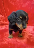Male 2, a male Miniature Dachshund for sale in Grovetown, GA – 5 of 7