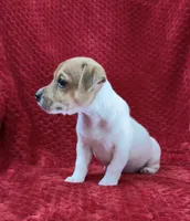 Male 1, a male Jack Russell Terrier for sale in Grovetown, GA – 5 of 7