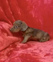 Male 3, a male Miniature Dachshund for sale in Grovetown, GA – 6 of 9
