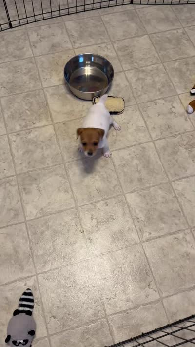 Female 1, a male Jack Russell Terrier for sale in Grovetown, GA – 9 of 9
