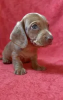 Male 5, a male Miniature Dachshund for sale in Grovetown, GA – 7 of 7