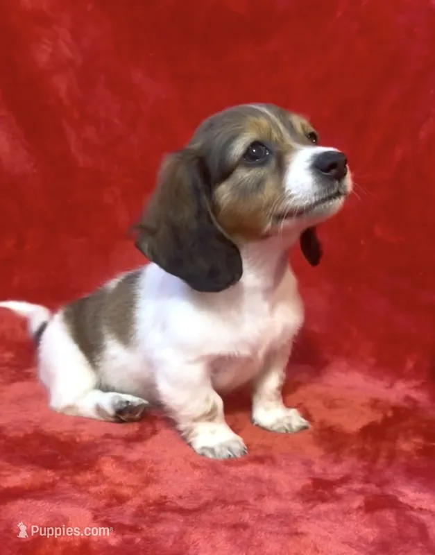 Female 1 pend – Miniature Dachshund puppy on hold in Grovetown, GA