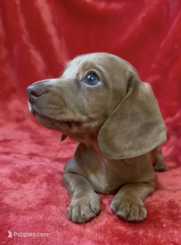 Male 5 – Miniature Dachshund puppy for sale in Grovetown, GA