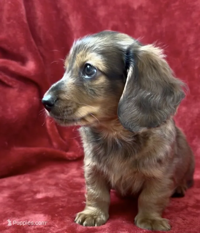 Male 1 – Miniature Dachshund puppy for sale in Grovetown, GA